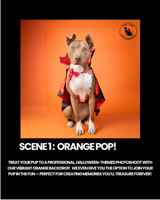 Woof-Tastic Playhouse Halloween Photoshoot